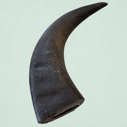 Boris & Lotje Buffelhoorn - M (150-225 g)