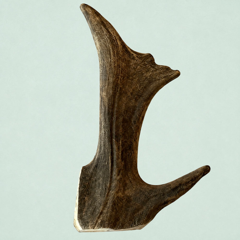Boris & Lotje Damhertengewei - L (20-25 cm)