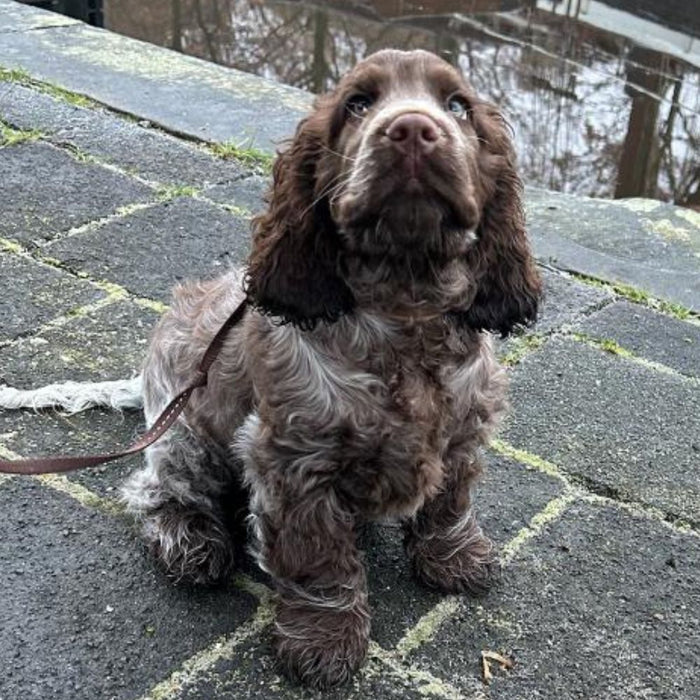 Puppy