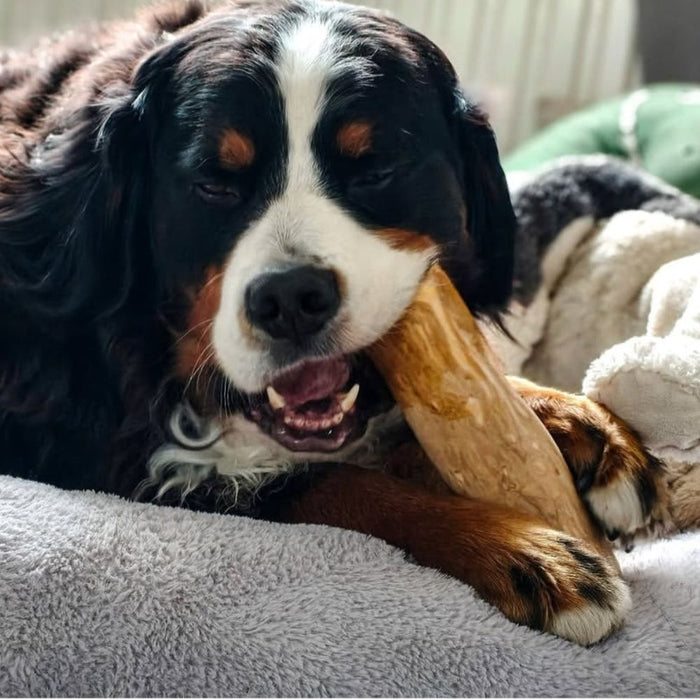 Koffieboomwortels voor honden